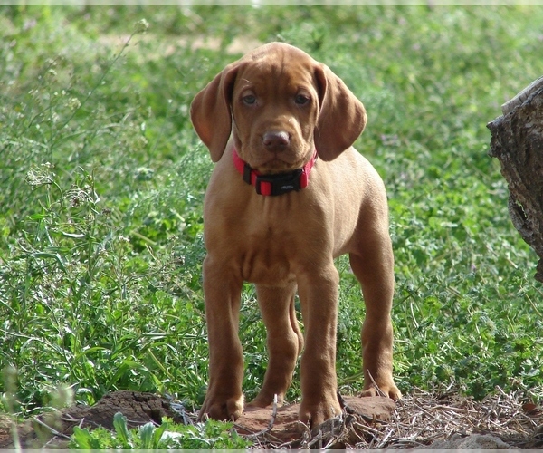 Medium Photo #4 Vizsla Puppy For Sale in AMORITA, OK, USA