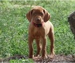 Small #3 Vizsla