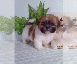 Shih Tzu Puppy for sale in SUGARCREEK, OH, USA