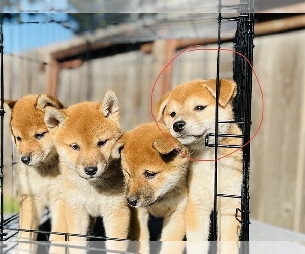 Medium Photo #5 Shiba Inu Puppy For Sale in FREMONT, CA, USA