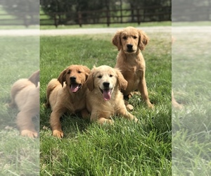 Golden Retriever Puppy for sale in SONORA, KY, USA