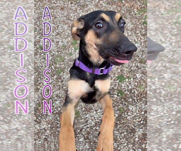 Medium Photo #3 German Shepherd Dog Puppy For Sale in Port Clinton, OH, USA