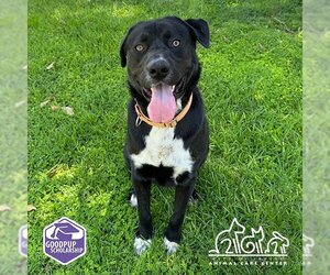 Labrador Retriever-Unknown Mix Dogs for adoption in Irvine, CA, USA