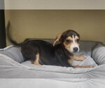 Small #1 Dachshund Mix