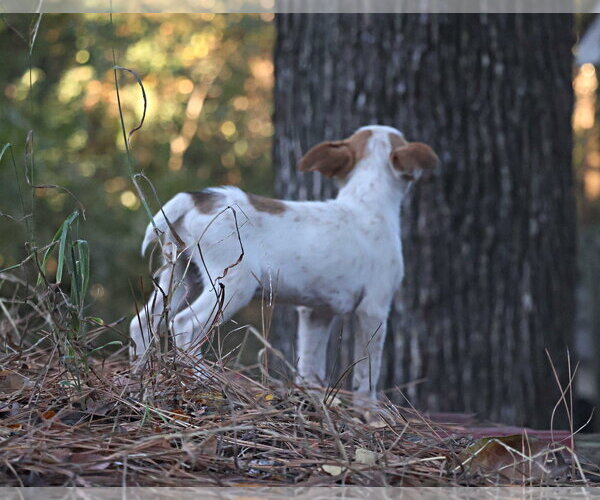 Medium Photo #2 Mutt Puppy For Sale in Southbury, CT, USA