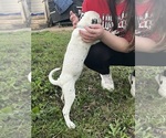 Small #6 Dalmatian