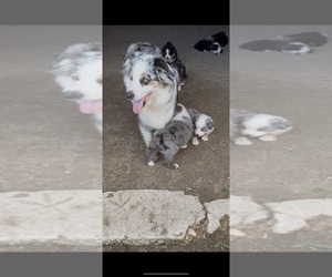 Mother of the Australian Shepherd puppies born on 07/09/2025
