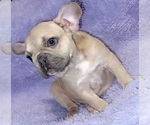 Small Photo #2 French Bulldog Puppy For Sale in SANDY HOOK, KY, USA