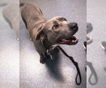 Small #4 American Pit Bull Terrier