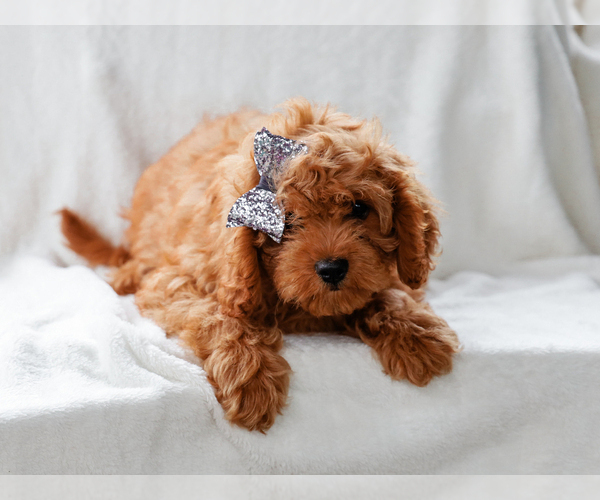 Medium Photo #1 Cavalier King Charles Spaniel-Poodle (Toy) Mix Puppy For Sale in LIBERTY, KY, USA