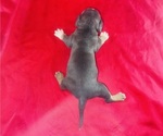 Small #4 American Bully