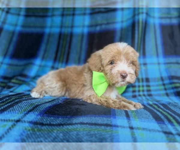 Medium Photo #4 Cock-A-Poo Puppy For Sale in LAKELAND, FL, USA