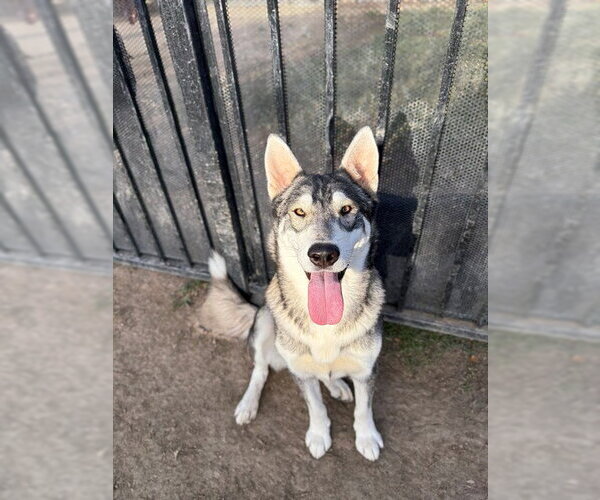 Medium Photo #1 Siberian Husky Puppy For Sale in Riverside, CA, USA