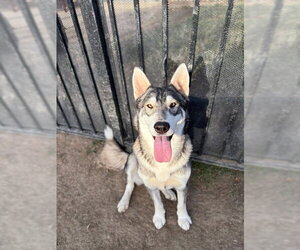 Siberian Husky Dogs for adoption in Riverside, CA, USA