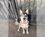 RICHIE - Male Siberian Husky Dog for Adoption - Small photo
