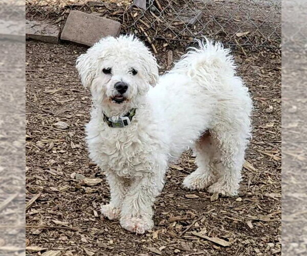 Medium Photo #7 Bichon Frise Puppy For Sale in Bloomingdale, NJ, USA