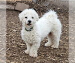 Small #6 Bichon Frise