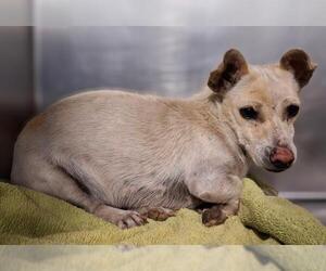 Chihuahua Dogs for adoption in Bakersfield, CA, USA