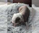 Puppy Green banded Boston Terrier
