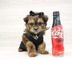 Small Photo #1 Shorkie Tzu Puppy For Sale in LAS VEGAS, NV, USA