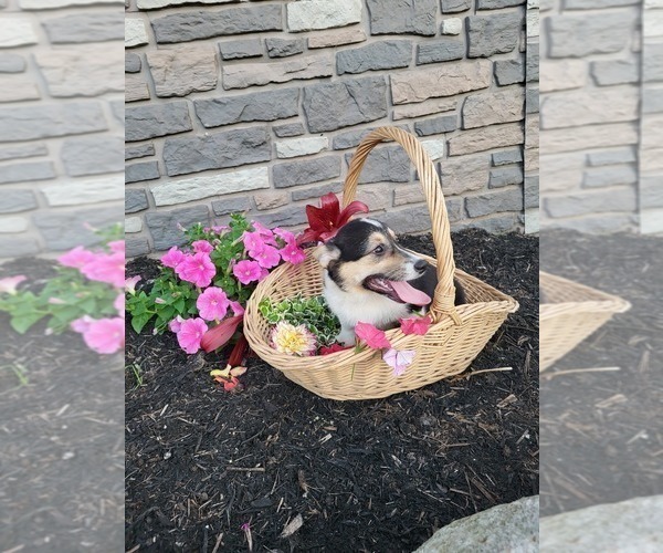 Medium Photo #15 Pembroke Welsh Corgi Puppy For Sale in PORT BYRON, NY, USA