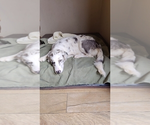Medium Border Collie