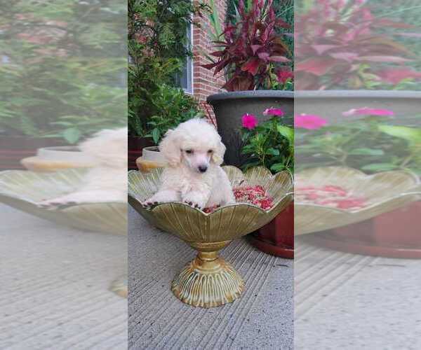 Medium Photo #1 Poodle (Toy) Puppy For Sale in BRONX, NY, USA