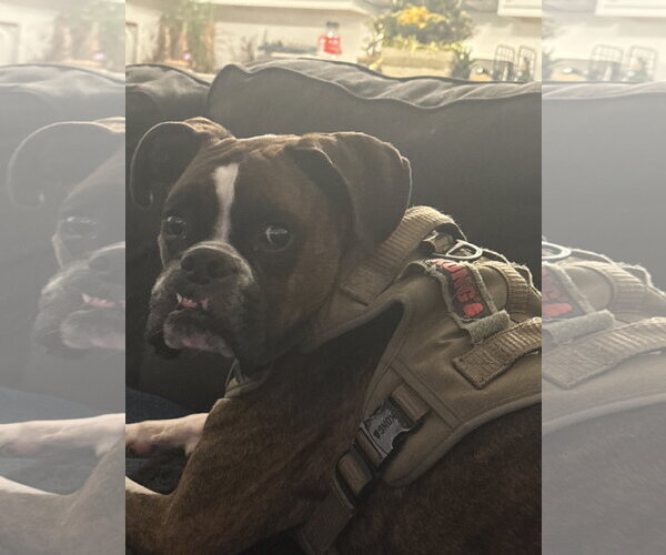 Medium Photo #4 Boxer Puppy For Sale in  Katy, TX, USA
