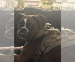 Small #3 Boxer