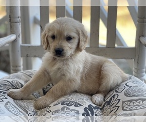 Golden Retriever Puppy for Sale in FAIR PLAY, South Carolina USA