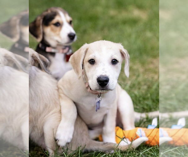 Medium Photo #2 Mutt Puppy For Sale in Plymouth, MN, USA