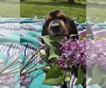 Puppy Daisy Basset Hound