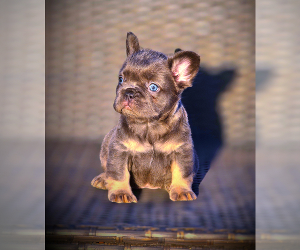 Medium Photo #14 French Bulldog Puppy For Sale in LOS ANGELES, CA, USA