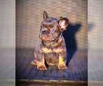 Small #13 French Bulldog