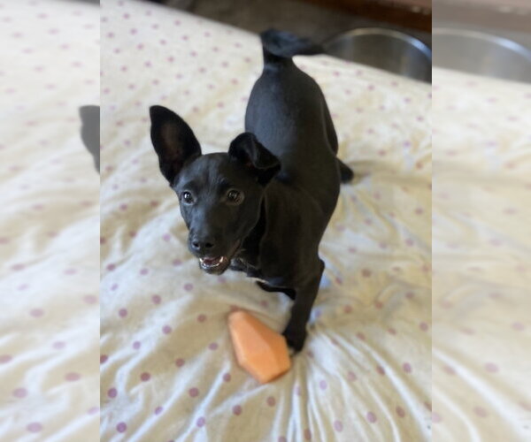 Medium Photo #4 Dachshund-Unknown Mix Puppy For Sale in Aurora, IN, USA