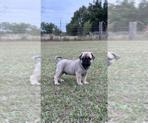 Miniature Bulldog Puppy for sale in MILLEDGEVILLE, GA, USA