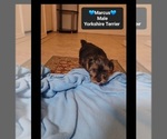 Small #2 Yorkshire Terrier