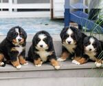 Small #4 Bernese Mountain Dog