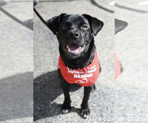 Boxador Dogs for adoption in Wakefield, RI, USA