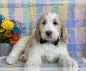 Goldendoodle Puppy for sale in LANCASTER, PA, USA