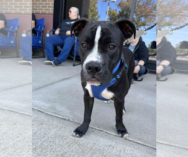 Medium Photo #4 Mutt Puppy For Sale in Spotsylvania, VA, USA