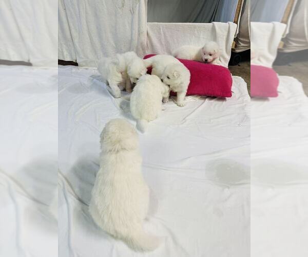 Medium Photo #12 Samoyed Puppy For Sale in DALY CITY, CA, USA