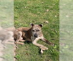 Small #5 American Pit Bull Terrier Mix