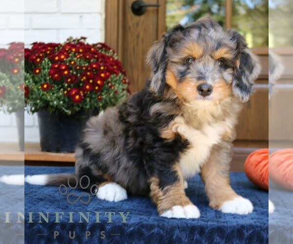 Medium Photo #1 Bernedoodle (Miniature) Puppy For Sale in NARVON, PA, USA