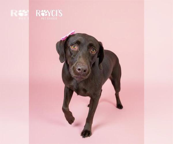 Medium Photo #1 Labrador Retriever Puppy For Sale in West Valley, UT, USA