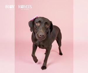 Labrador Retriever Dogs for adoption in West Valley, UT, USA