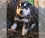 Small Photo #40 Alaskan Malamute Puppy For Sale in MIDWEST CITY, OK, USA