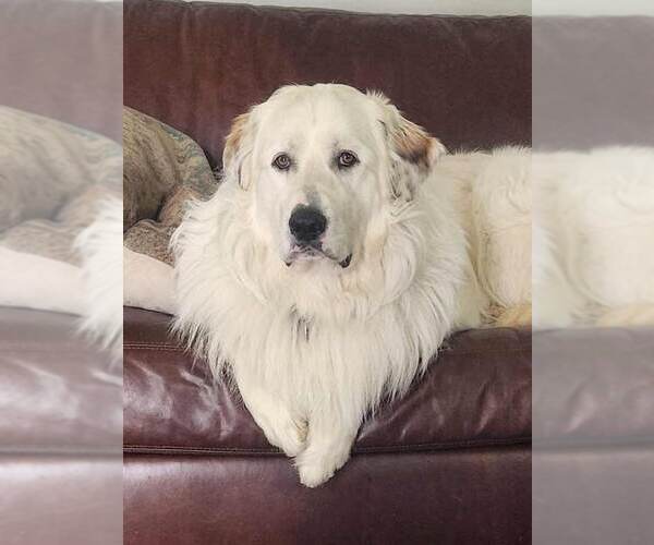 Medium Photo #2 Great Pyrenees Puppy For Sale in Kennesaw, GA, USA