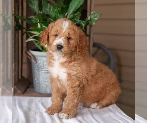 Medium Photo #2 Goldendoodle (Miniature) Puppy For Sale in NEWMANSTOWN, PA, USA