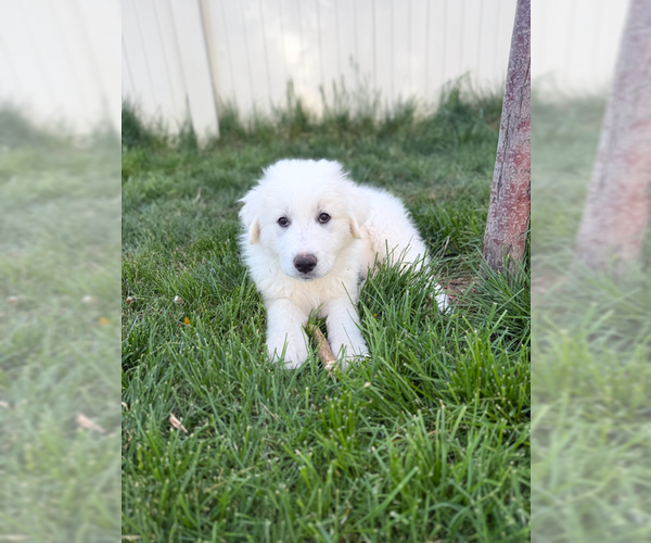 Medium Photo #2 Great Pyrenees Puppy For Sale in MIDWAY, UT, USA